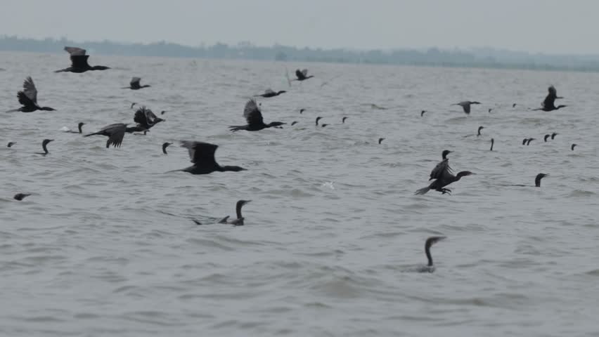 A gulp of little cormorants gracefully flying over the serene waters of Hakaluki Haor