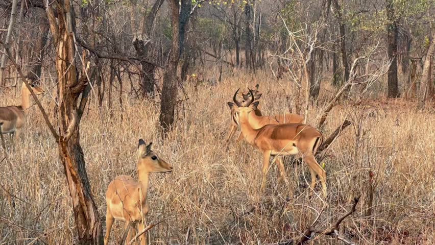 Impalas (Aepyceros melampus) during dry season in Majete Wildlife Reserve, Malawi.