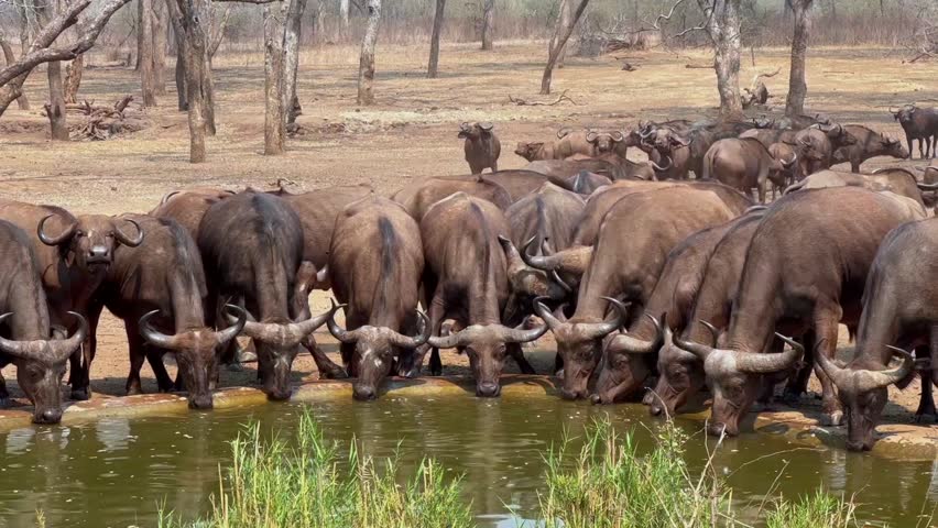 African buffaloes (Syncerus caffer) have come to drink at an artificial waterhole during the dry season in Majete Wildlife Reserve, Malawi.