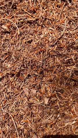 An anthill of pine needles. Ants run around. Summer in the forest. HD