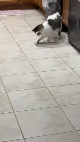 Turkish Angora Cat Playing with a Ping Pong Ball