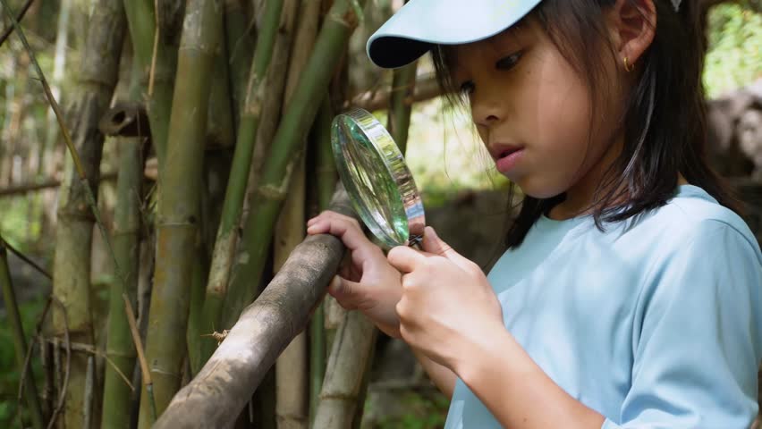 A girl examines insects through a magnifying glass while exploring the nature of a forest on a sunny day. Outdoor ecology school lesson.