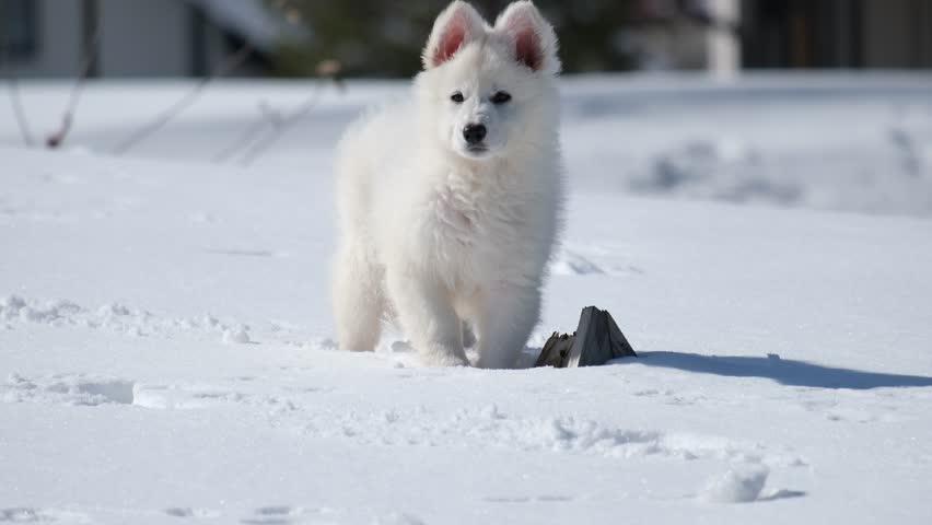 Slow motion footage of a White Swiss Shepherd (Berger Blanc Suisse) puppy plays, runs and jumps in a snowy garden in a cottage village in winter.