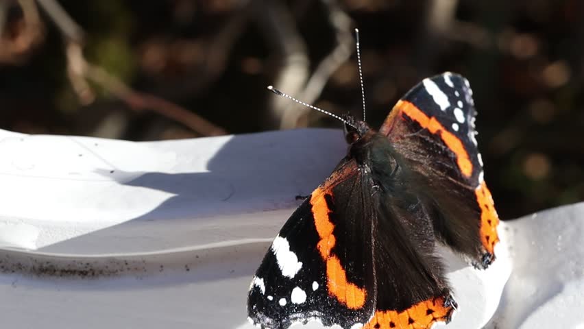 Dorsal view of medium sized butterly The red admiral (Vanessa atalanta) with black wings, red bands, and white spots sitting on white background.