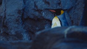 Close up of a Giant King Penguin standing next to a rock. Slow motion. - Powered by Shutterstock - Get 15% off with code: PIKWIZARD15