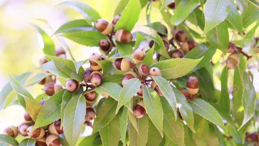 Acorns on an Oak Tree Branch.
Quercus myrsinifolia tree.