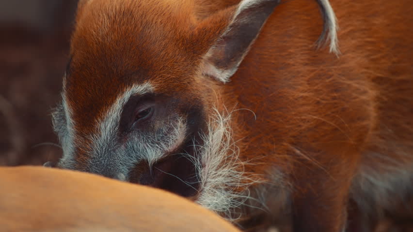 Close up of a red river hog. Slow motion. 