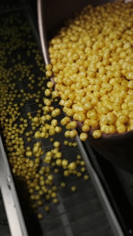 Yellow caramel candies fall from a rotating glazing drum onto a conveyor during automated confectionery production inside a modern candy factory.