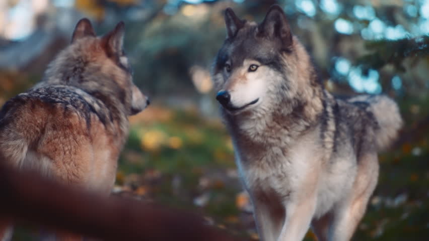 Close up of two gray wolves in the woods. Slow motion. 