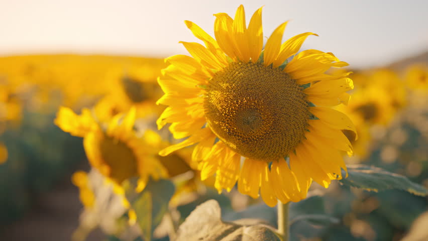 B roll - Hands of female holding the sunflower in rays of the bright sun, Harvesting agriculture sunflowers field nature concept.