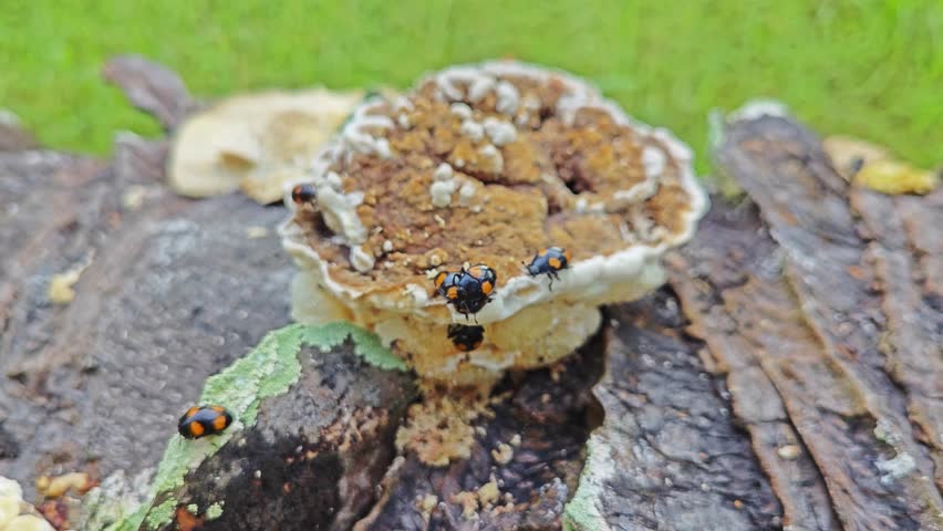 fungus beetle crawling around the wild rotting wet bracket fungus.
