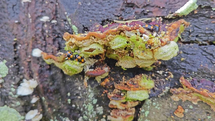 fungus beetle crawling around the wild rotting wet bracket fungus.