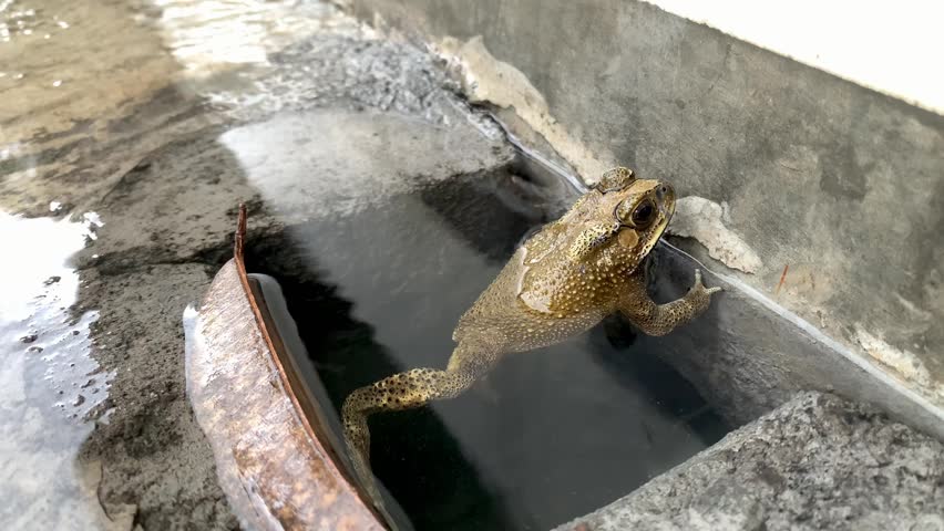 A frog was in a puddle of rainwater on a building