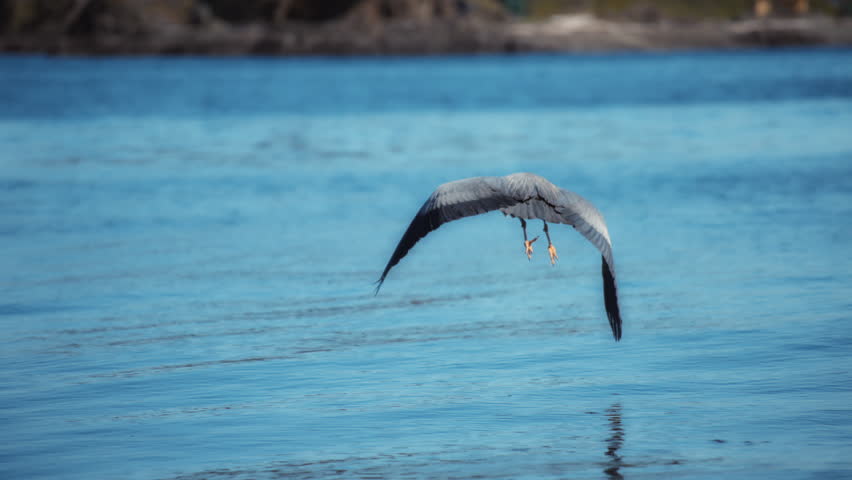 Great blue heron flying above the ocean near the shore. Slow motion. 
