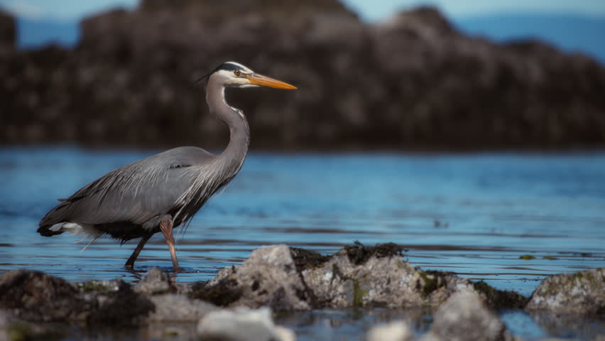 Great blue heron walking near the ocean coast. Slow motion. 