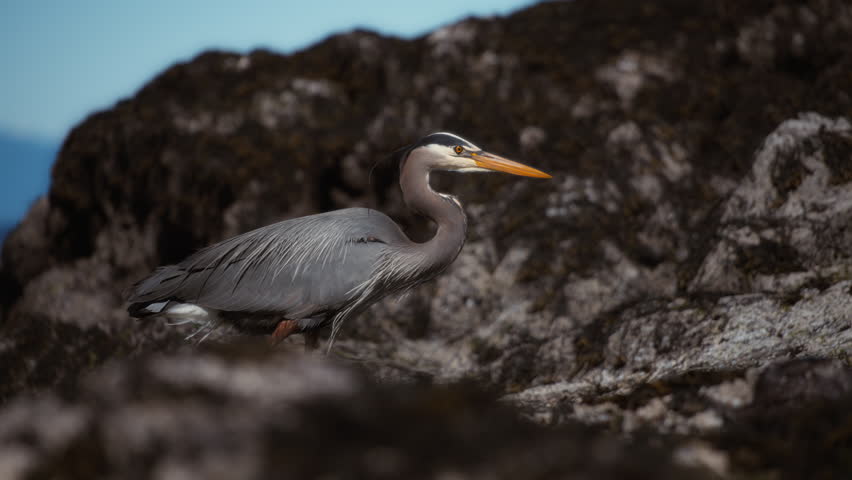 Great blue heron walking between the rocks near the sea shore. Slow motion. 