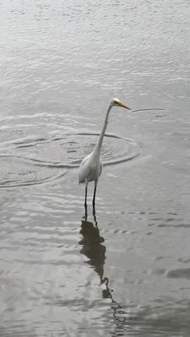 a heron fishes in the mangrove