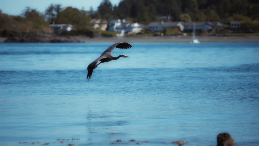 Great blue heron flying above the ocean near the coast. Slow motion. 