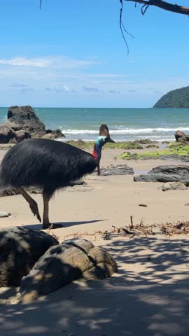 cassowary in etty bay australia