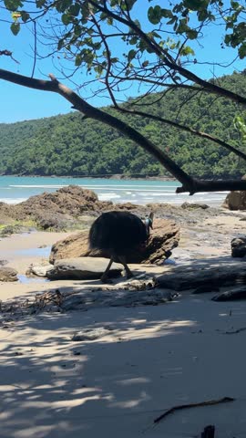 cassowary in etty bay australia
