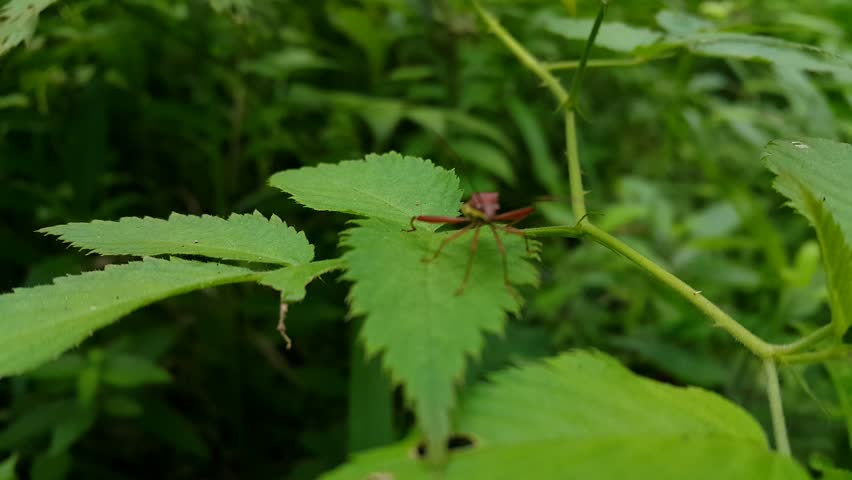 Aesthetic footage of Riptortus Linearis insect resting on green leaves. 4K footage shot in tropical rainforest.

Riptortus Linearis, Lupine Bug, Genus Mozena, Slender Rice Bug, Anisoscelis marginellus
