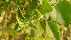 Green leaves background atmospheric forest environment. Plants in dark green color top view, dark and  slow-motion video. Natural wallpaper. - Powered by Shutterstock - Get 15% off with code: PIKWIZARD15