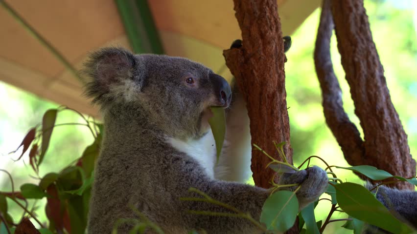 Koala, phascolarctos cinereus spotted hanging on the tree, munching on the eucalyptus leaves, close up shot of Australian native animal species.