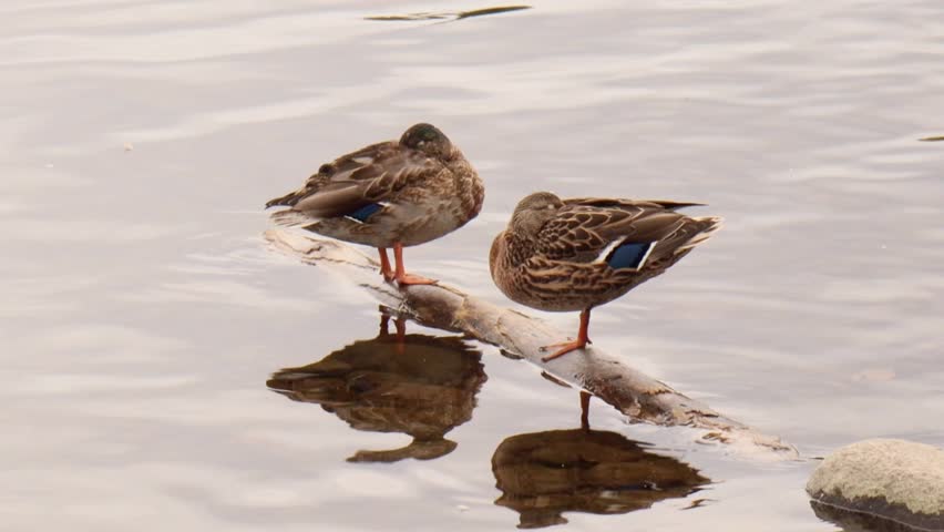 Two ducks are standing on a log in the water. The water is calm and the ducks are looking at the camera