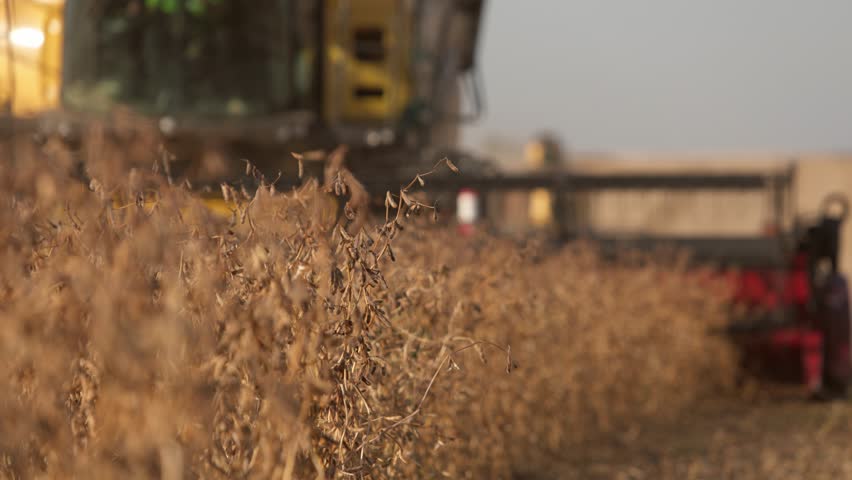Yellow combine harvester harvesting soybeans.