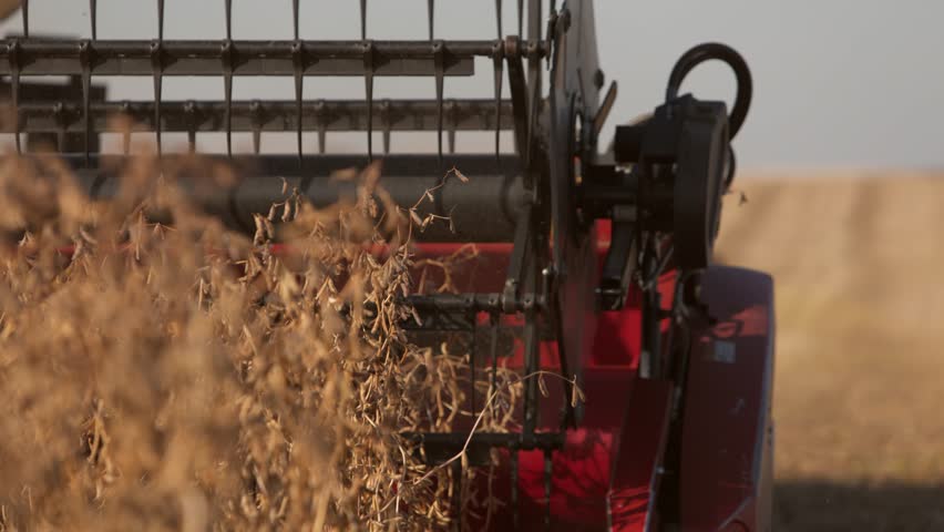 Yellow combine harvester harvesting soybeans.