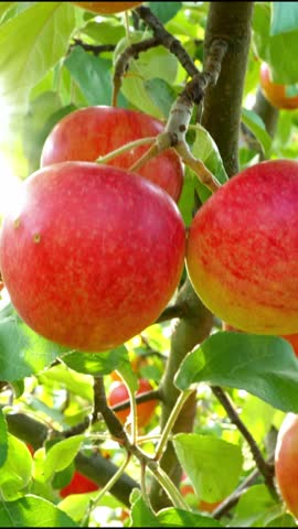 Ripe red apples on the apple tree. Gimbal shot of apple brach with sun beaking though leaves. Vertical shot