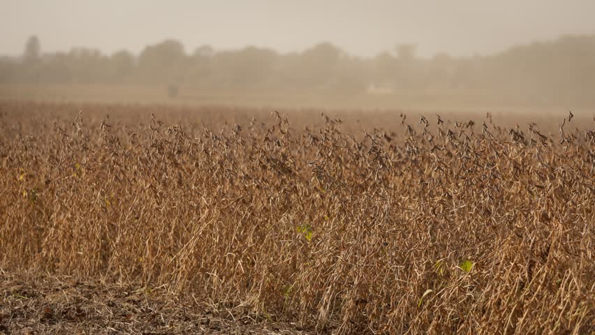 A black reaper harvester combine harvests soybean plants.