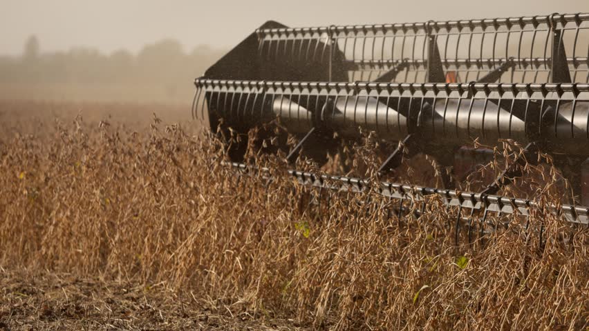 A black reaper harvester combine harvests soybean plants.