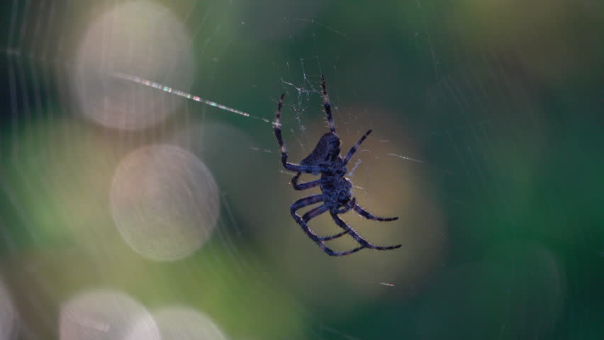 Spider on web close up with blurred background and nice colors
Macro shot from Izu peninsula, Japan,2024
