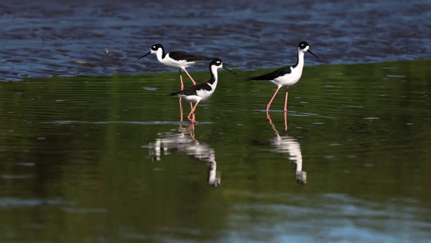 Black-necked stilts in Costa Rica