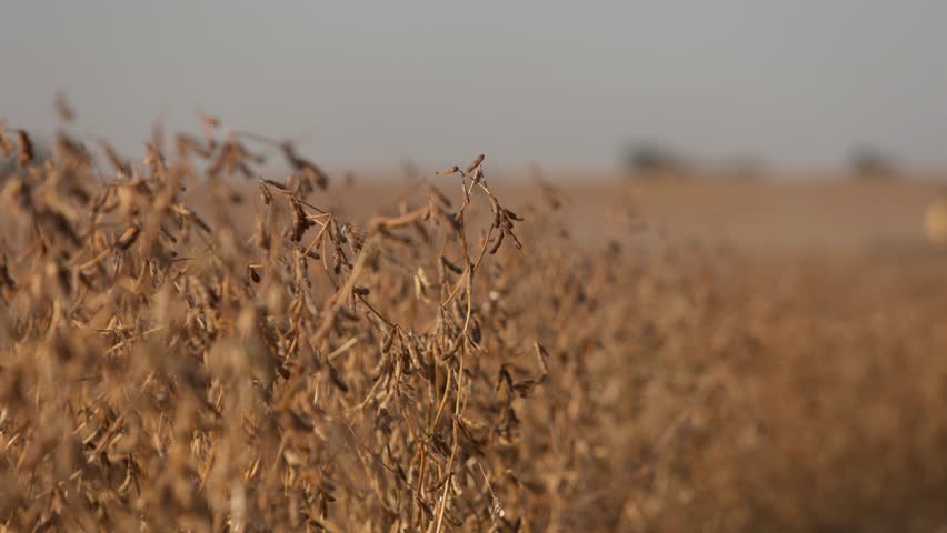 Agriculture soy in the field. Ripe soybeans for harvest.