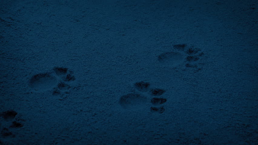 Animal Paw Prints In The Sand At Dusk
