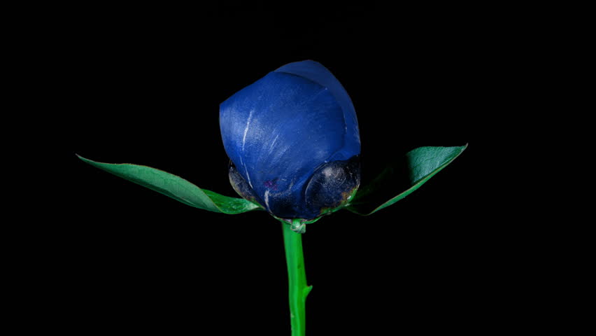 Beautiful Blue Peony with Yellow Stamens on a Black Background. Blooming Peony Flower Open in Time lapse Video. Easter, Spring, Valentine