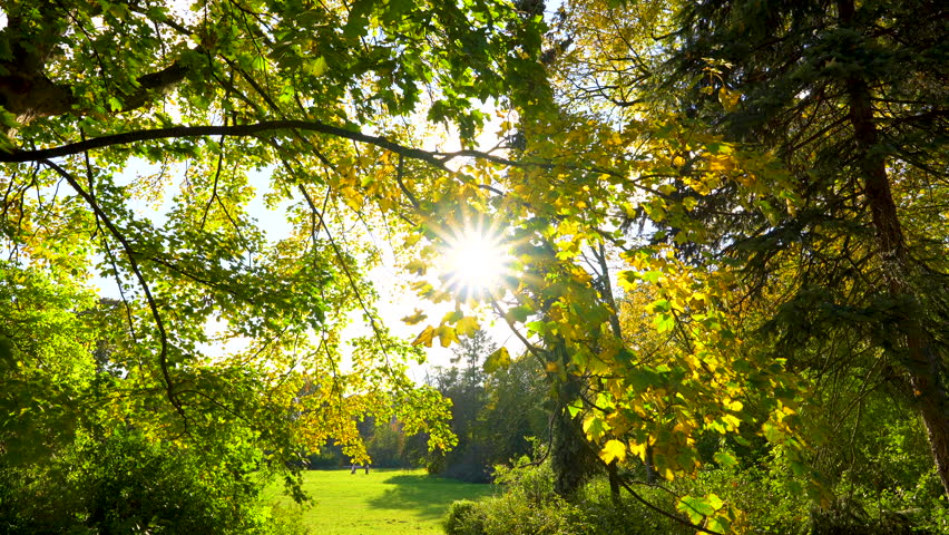 sun shining through the trees