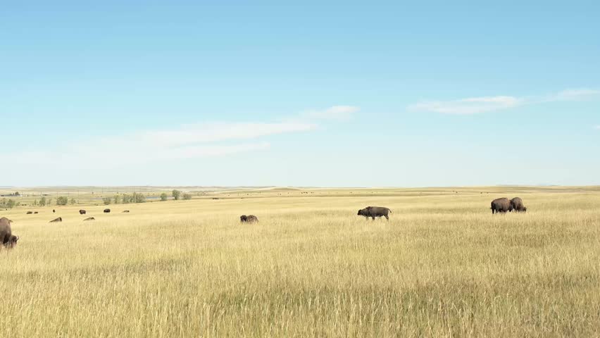 Herd of free roaming Bisons Grazing on Prairie in Montana, USA. Panning Shot.