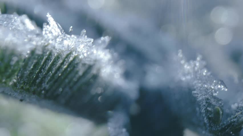 Close up Mimosa leafs and flowers with ice in the winter morning light.