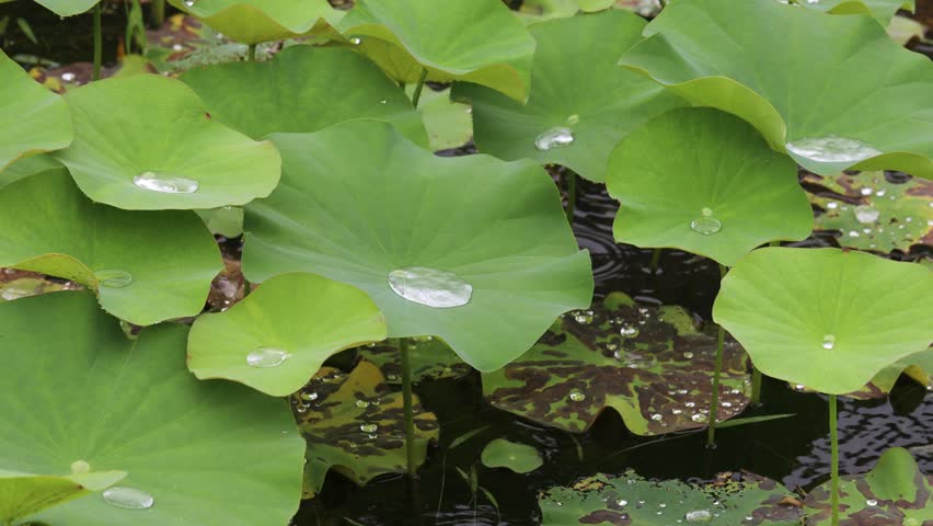 Lotus leaf and polka dots.