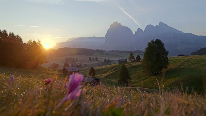 Sunrise illuminates the meadows of Seiser Alm in the Dolomites, Italy, with alpine flowers in the foreground and majestic mountain peaks in the background. A rural landscape in the morning light.