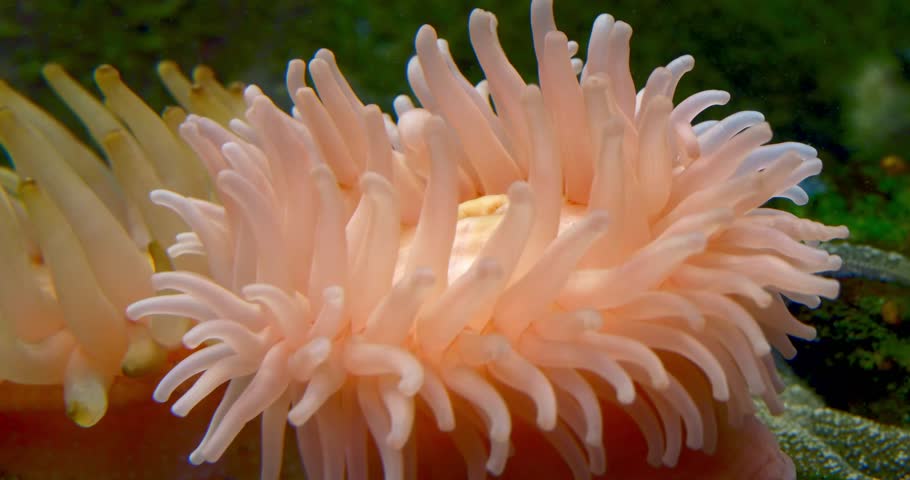 A close-up of a sea anemone’s soft, flowing tentacles swaying in the water. The vibrant colors and textures highlight the delicate structure of this marine organism within its underwater environment