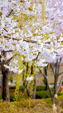 Blooming sakura cherry blossom close up background in spring, South Korea