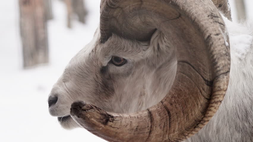Closeup Of Male Dall Sheep (Ram) At Whitehorse In Yukon, Canada.
