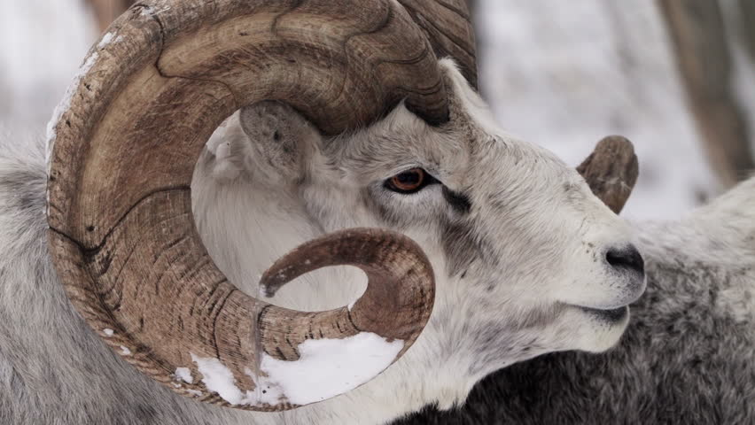 Closeup Of Adult Male Dall Sheep Thick And Curling Horns.