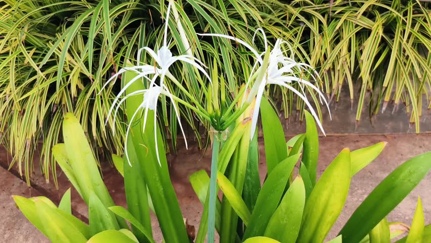White Water Lily flowers bloom abundantly in the pond