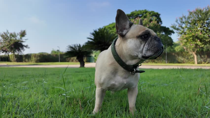 Attentive French Bulldog Standing at field in the morning.