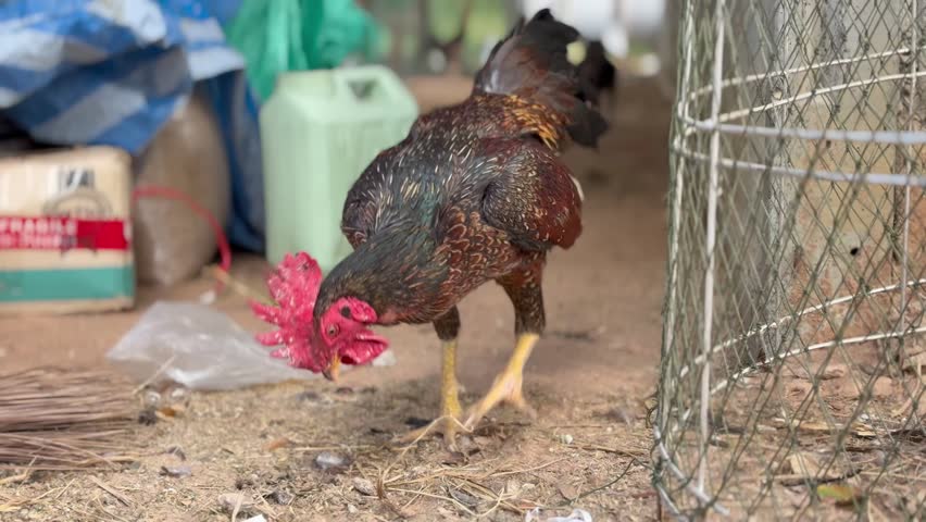 Natural chickens in water play, Thailand, November 22, 2024